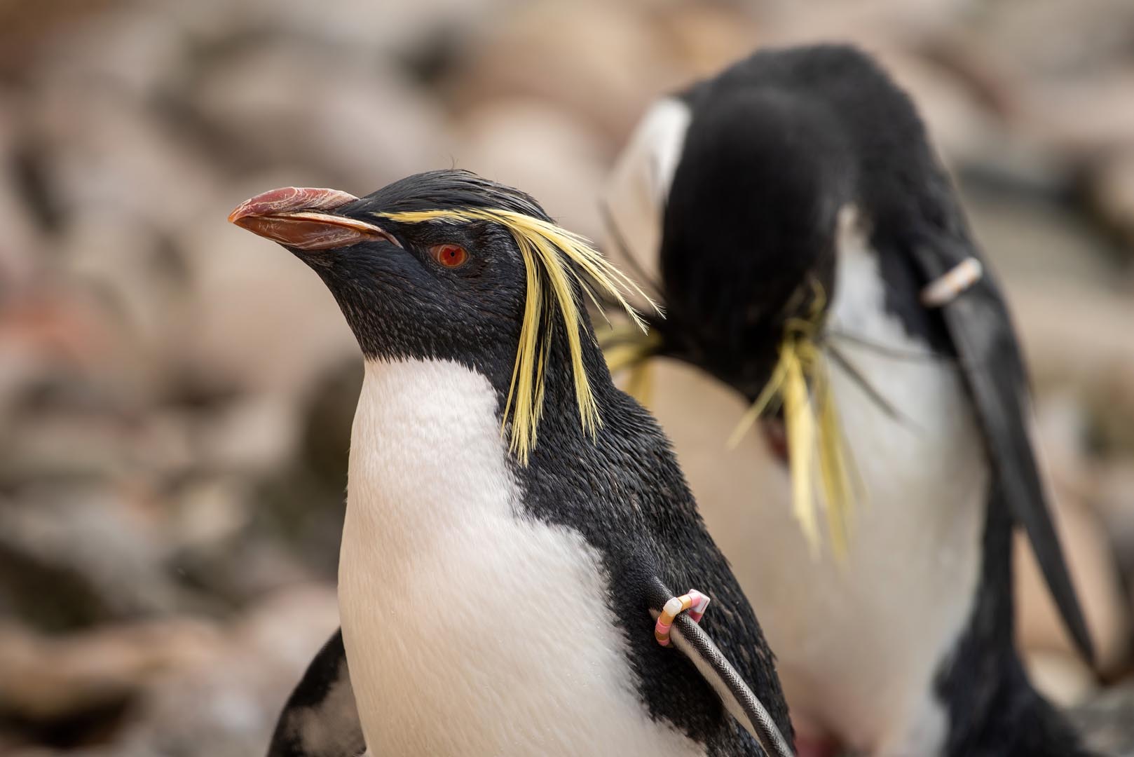 Two Northern rockhopper penguins, one making eye contact IMAGE: Amy Middleton 2023